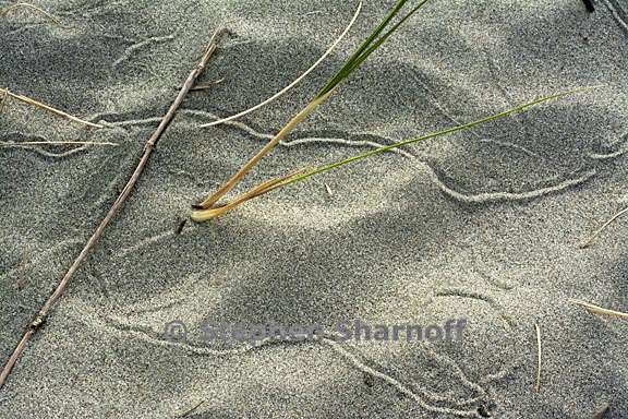 sand tracks grass 2 graphic